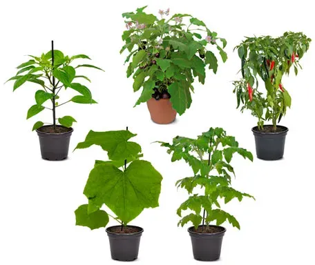 Gemüsepflanzen-Set - Mehrfarbig - Mehrfarbig