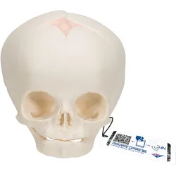 Fetus Schädel Modell - 3B Smart Anatomy