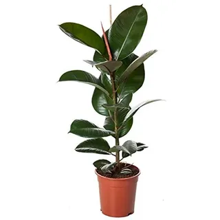 Ficus Elastica Robusta Gummibaum 30-40 cm - Pflegeleichte Zimmerpflanze für Zuhause & Büro, Luftreinigend, Grüne Dekoration für Innenräume