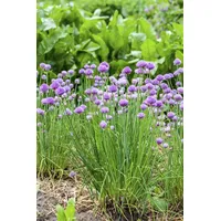 Pflanzen Für Dich Allium schoenoprasum, Schnittlauch, ca. 9x9 cm