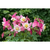 Pflanzen Für Dich Aquilegia Flab. Spring Magic Rosa-Weiß', Akelei ca. 9x9 cm Topf