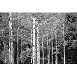 Papermoon Fototapete »Wald Schwarz & Weiß«, Vliestapete, hochwertiger Digitaldruck, inklusive Kleister
