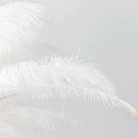 Kare Feather Palm Weiß