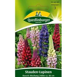 Quedlinburger Stauden-Lupine, Russels Hybrid-Mischung