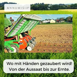 annumisia¬æ ANNUMISIA® Artemisia Annua Pflanzenauszug 100 ml - Einjähriger Beifuß hochkonzentriert - ohne Zusatzstoffe,