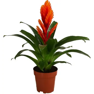 Dehner Vriesea Ø Bromelia cultivars, Intenso Orange,