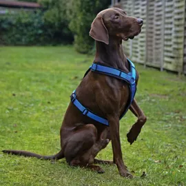 AnnyX Brustgeschirr Fun Hundegeschirr