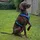 AnnyX Brustgeschirr Fun Hundegeschirr