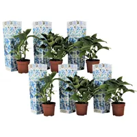 Plant in a Box - Hortensie - 6 Stk