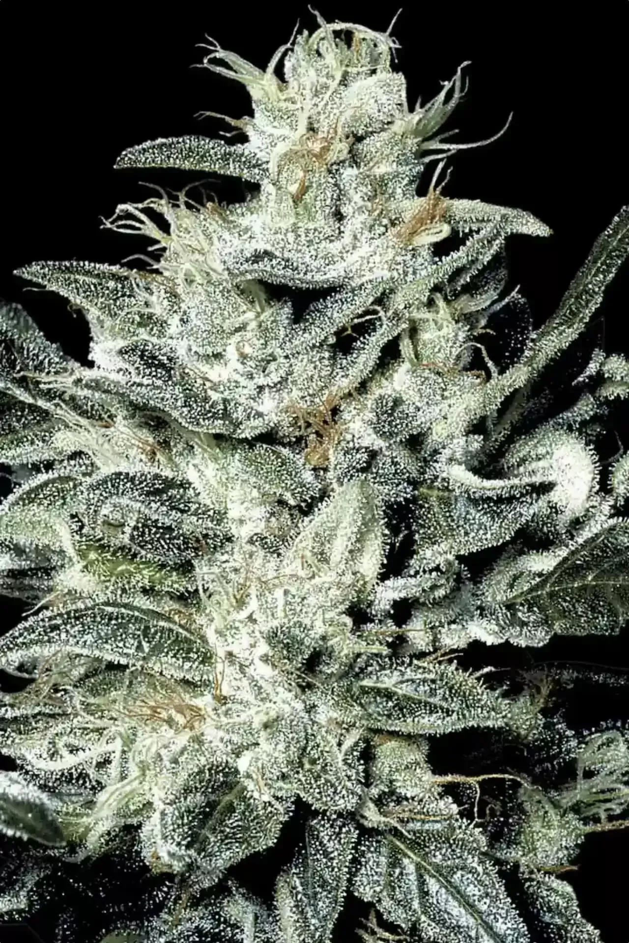 Paradise Seeds Sensi Star 5 Samen