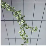 Siena Garden V-Spaliergitter 150 x 75 cm