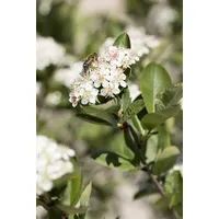 Pflanzen Für Dich Aronia prunifolia Nero Apfelbeere, Schwarz 60–80