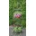 Ambiente Haus Eckregal 4 Böden 157 cm Antikbraun