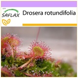 Saflax - Rundblättriger Sonnentau - 50 Samen - Drosera rotundifolia