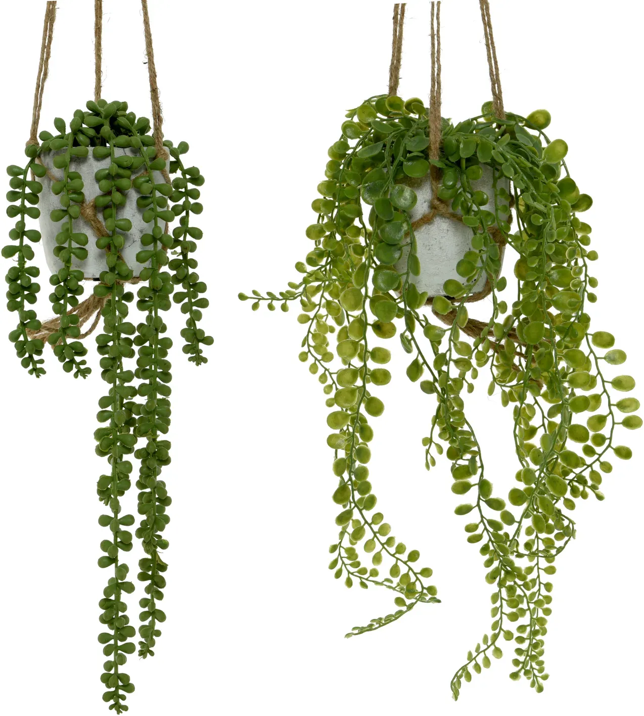 Senecio im Topf D10H15cm Topf D9H9cm  - grün
