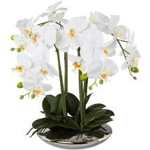 Unbekannt XL Orchidee weiß, im Silbertopf, 41 cm