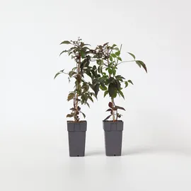 Plant in a Box - 2 Stk - Clematis montana 'Fragrant Spring' - Höhe 60-70cm - Topf 15cm