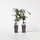 Plant in a Box - 2 Stk - Clematis montana 'Fragrant Spring' - Höhe 60-70cm - Topf 15cm