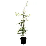 Pflanzen Für Dich Fagus sylvatica 60–80 cm