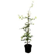Pflanzen Für Dich Fagus sylvatica 60–80 cm