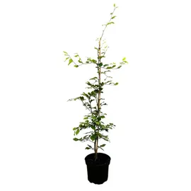 Pflanzen Für Dich Fagus sylvatica 60–80 cm