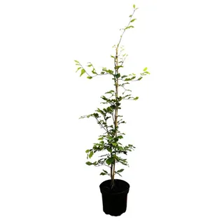 Pflanzen Für Dich Fagus sylvatica 60–80 cm