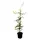 Pflanzen Für Dich Fagus sylvatica 60–80 cm