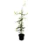Pflanzen Für Dich Fagus sylvatica 60–80 cm