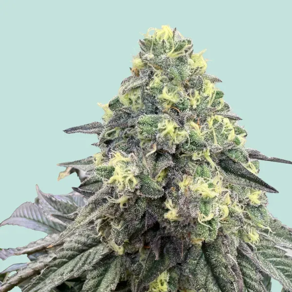 Mainhattan Seeds Konsti 3 Samen