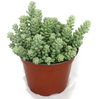 EXOTENHERZ Sedum Morganianum Burritum Affenschaukel Topf