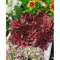 Pflanzen Für Dich Sempervivum tectorum 'Othello', Hauswurz, ca. 9x9