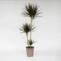 Plant in a Box - Drachenbaum - Dracaena marginata