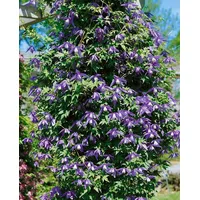 PlantaPro Clematis alpina 80-100 cm - Alpen-Waldrebe, blaue Blüten,