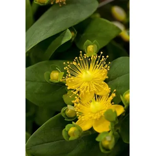 Pflanzen Für Dich Hypericum calycinum 'Rose von Sharon' gelb, ca. 9x9 cm Topf