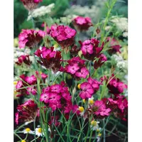 Pflanzen Für Dich Dianthus carthusianorum, Karthäusernelke ca. 9x9 cm