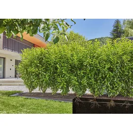 Gardena Micro-Drip-System Bewässerungssystem 50 m schwarz