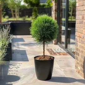 Plant in a Box Pinus Summer Breeze Höhe 70-80cm