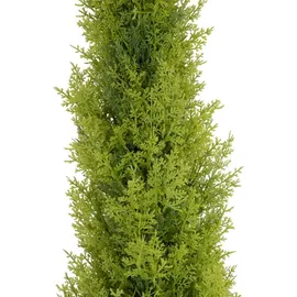 Europalms Zypresse, Leyland, 120cm