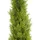 Europalms Zypresse, Leyland, 120cm