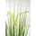 Flair Flower Künstliches Fuchsschwanzgras mit Übertopf Gras Kunstpflanze Kunstgras Ziergras Grünpflanzen Dekogras Grasbüschel Ziergras Solitärgras Deko Borstenhirse Süßgräser Federborstengras Lampenputzergras