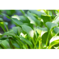 Pflanzen Für Dich Hosta clausa var.normalis p 1
