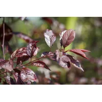 Pflanzen Für Dich Prunus 'Trailblazer', Zierkirsche, 60–100 cm