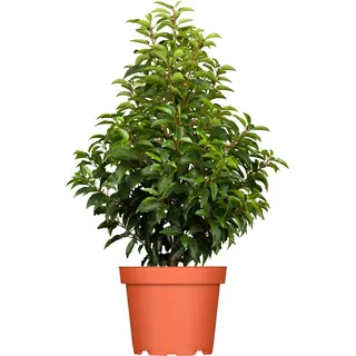 OBI Portugiesischer Kirschlorbeer Angustifolia Höhe ca. 20 - 40 cm Topf ca. 3
