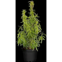 Pflanzen Für Dich Choisya Ternata Aztec Pearl Orangenblume Weiß 30–40 cm