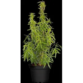 Pflanzen Für Dich Choisya Ternata Aztec Pearl Orangenblume Weiß 30–40 cm