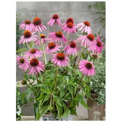 Echinacea purpurea 'Leuchtstern', Sonnenhut, leuchtend rosa, ca. 9x9 cm Topf