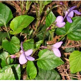 Staudenkulturen Wauschkuhn Staude Viola odorata 'Königin Charlotte'