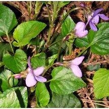 Staudenkulturen Wauschkuhn Staude Viola odorata 'Königin Charlotte'