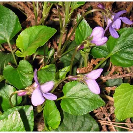 Staudenkulturen Wauschkuhn Staude Viola odorata 'Königin Charlotte'