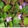 Staudenkulturen Wauschkuhn Staude Viola odorata 'Königin Charlotte'